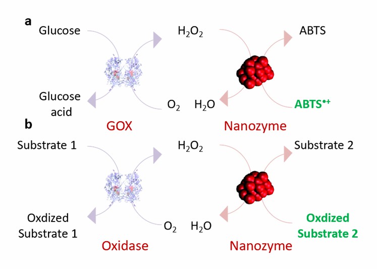 (a) Nanozyme as peroxidase coupled with glucose oxidase to construct glucose sensor. (b) Nanozyme and oxidase are combined to realize the detection of other target substrates. - Creative Enzymes