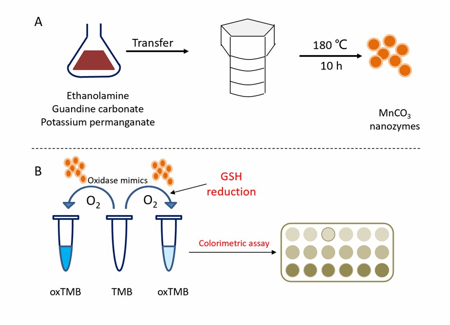 Illustration of (a) the synthesis of MnCO3 nanozymes and (b) GSH detection based on the regulation of oxidase-like activity of MnCO3 nanozymes. - Creative Enzymes