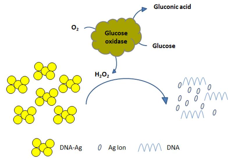 Detection of H2O2 by label-free colorimetric assay. - Creative Enzymes