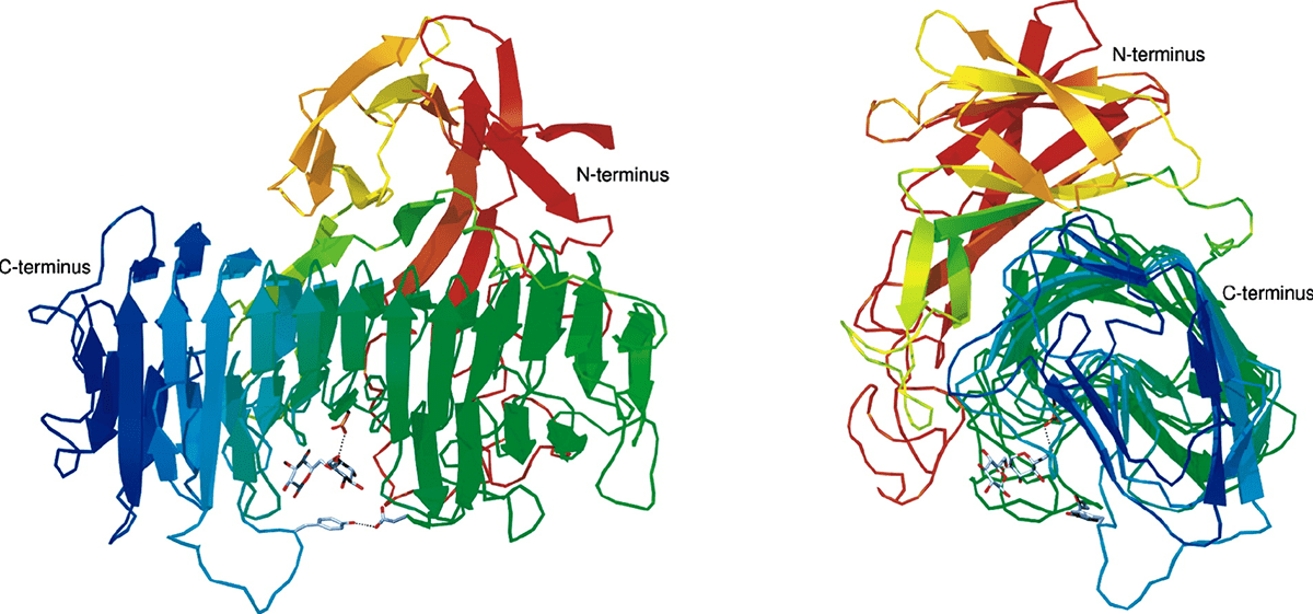 Dextranase