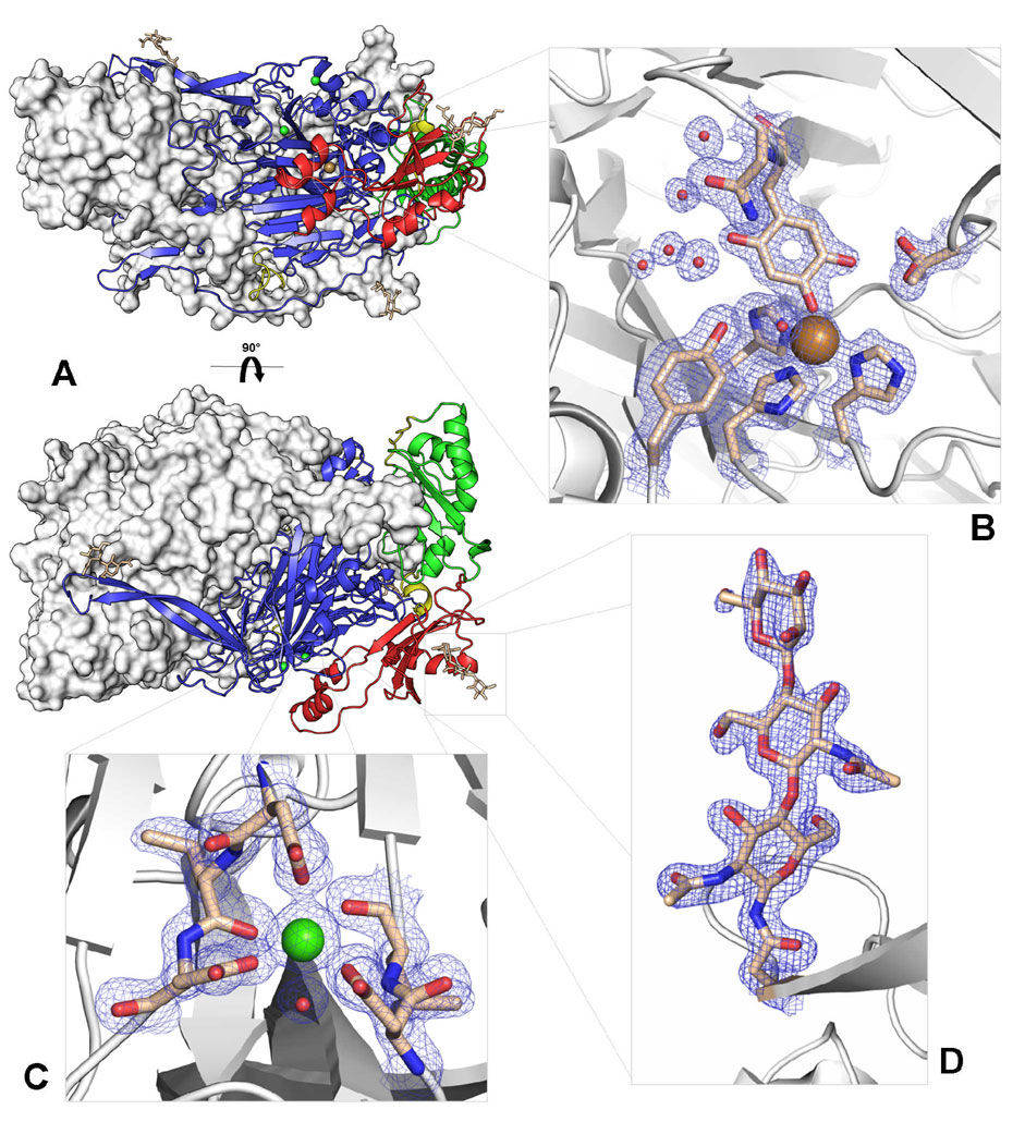 Diamine Oxidase