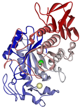 Diastase