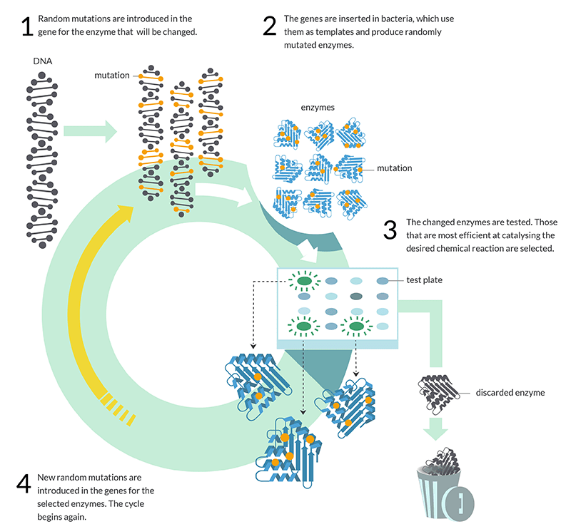 Directed Evolution Services Workflow by Creative Enzymes