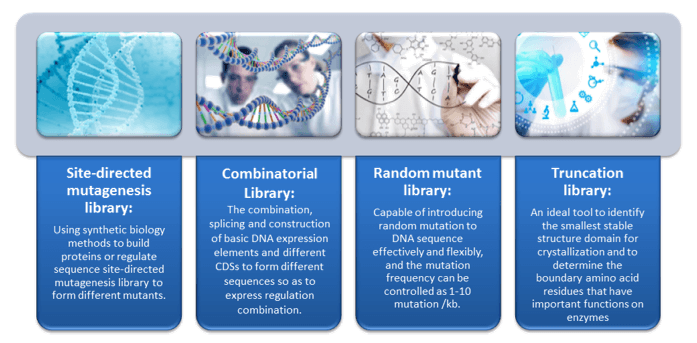 Featured Directed Evolution Services by Creative Enzymes