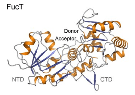 Enzyme Activity Measurement of Glycoprotein 3-Alpha-L-Fucosyltransferase Using Spectrophotometric Assays