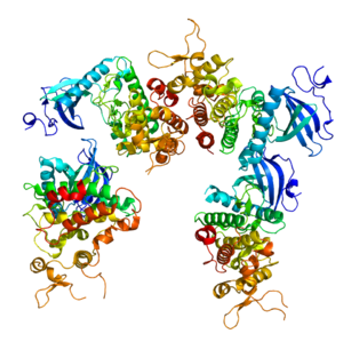 Protein structure of DYRK1A.