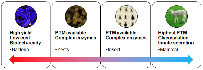 Enzyme Expression and Production