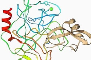 Structure of pancreatic elastase.