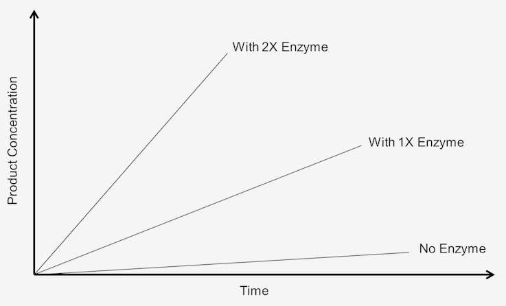 Effect of Enzyme Concentration on Enzymatic Reaction