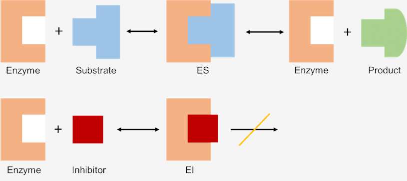 Effect of Enzyme Inhibition on Enzymatic Reaction