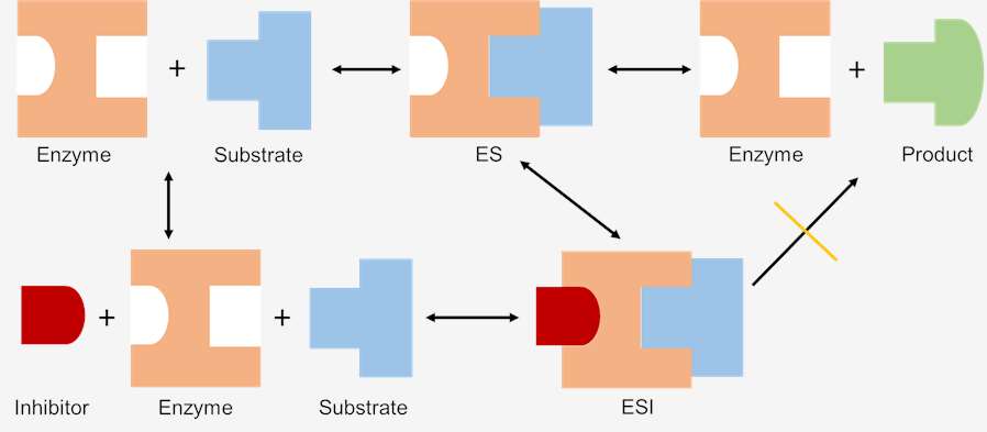 Effect of Enzyme Inhibition on Enzymatic Reaction