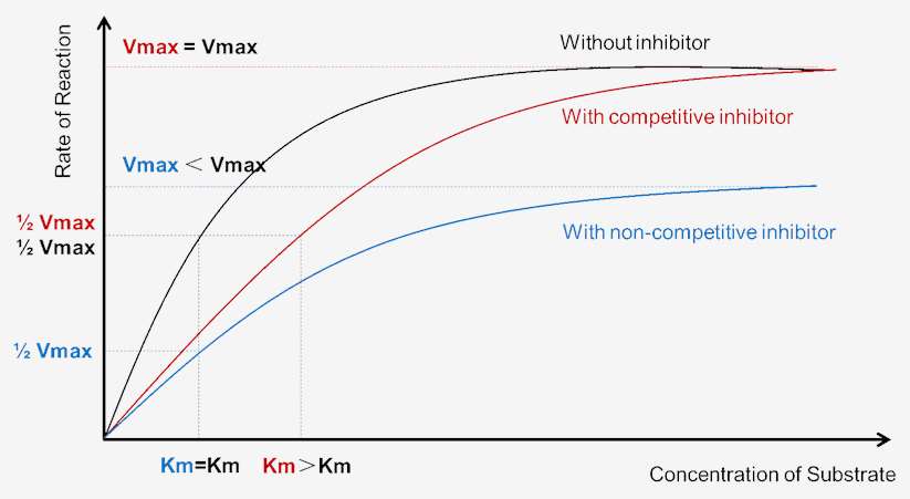 Effect of Enzyme Inhibition on Enzymatic Reaction