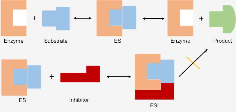 Effect of Enzyme Inhibition on Enzymatic Reaction