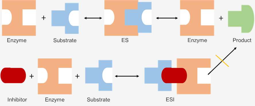 Effect of Enzyme Inhibition on Enzymatic Reaction