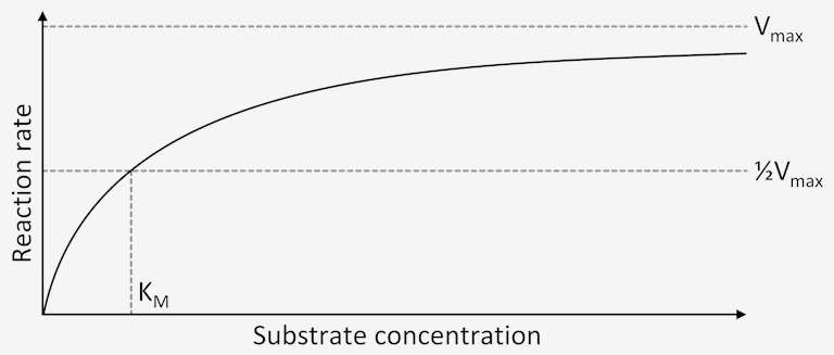 Effect of Substrate Concentration on Enzymatic Reaction