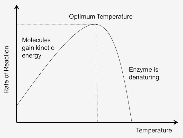 How Does Temperature Affect Enzyme Activity slideshare