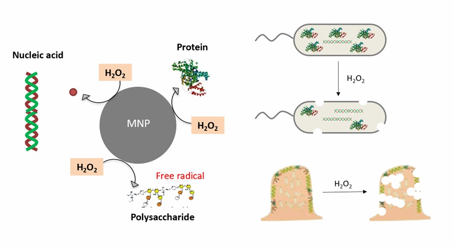 Fe3O4 nanozymes kills bacteria by generating ROS. - Creative Enzymes