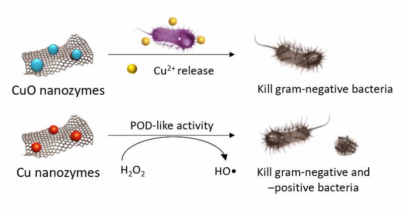 Nanozymes kill bacteria by releasing metal ions. - Creative Enzymes