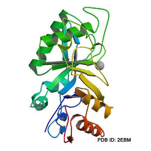 Structure of endoglycosidase.