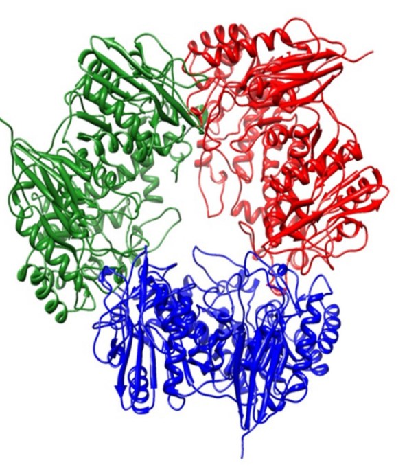 Structure of β-galactosidase.