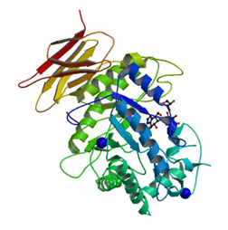 The crystal structure of Endo-glycoceramidase II from Rhodococcus sp