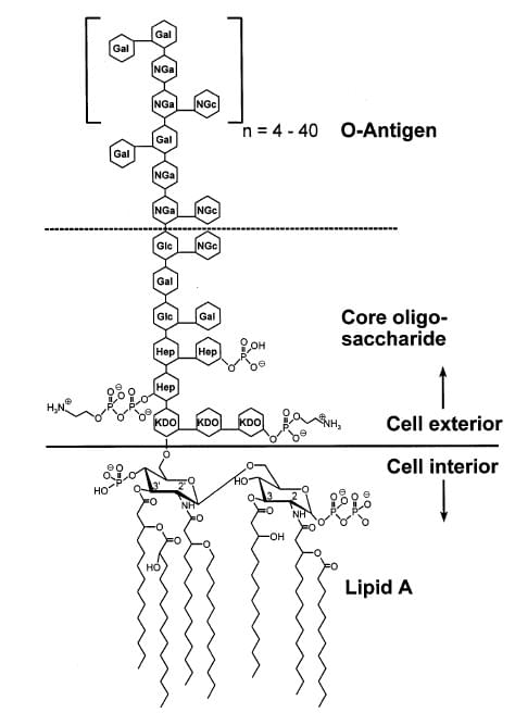 Figure 1: Schematic view of the chemical structure of  endotoxin from E. coli O111:B4.