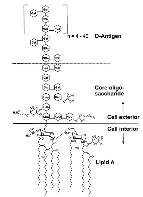 Figure 1: Schematic view of the chemical structure of endotoxin from E. coli O111:B4.