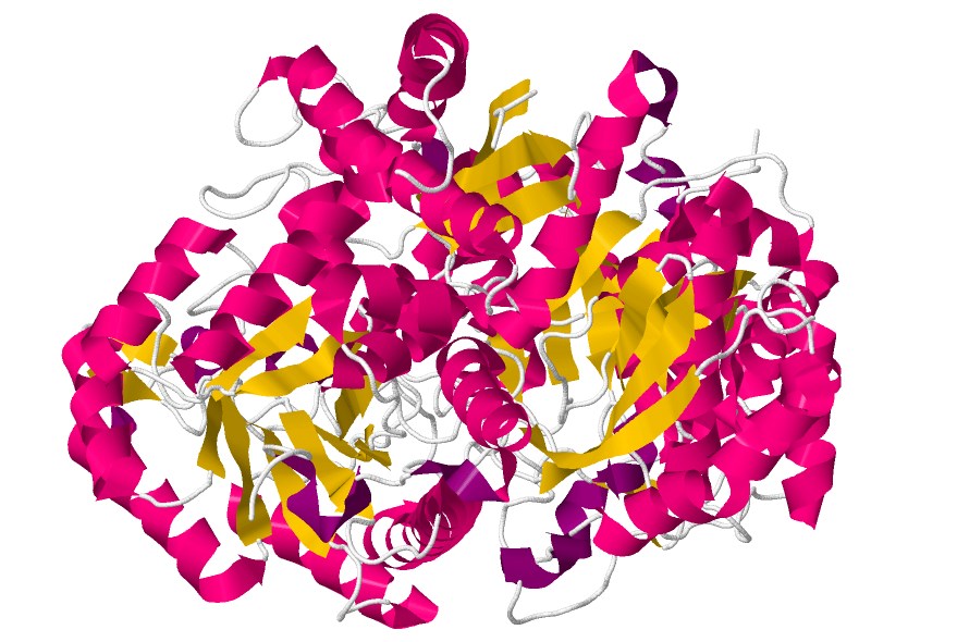 Structure of Enolase