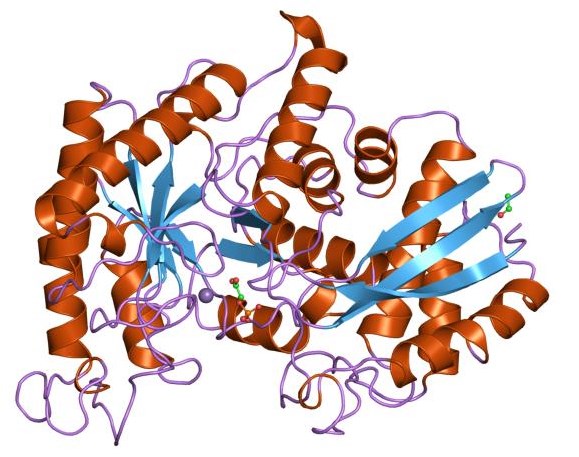 Enolase, N-terminal domain.