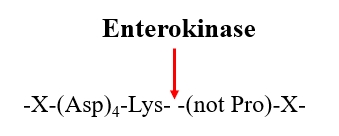 Enterokinase active site