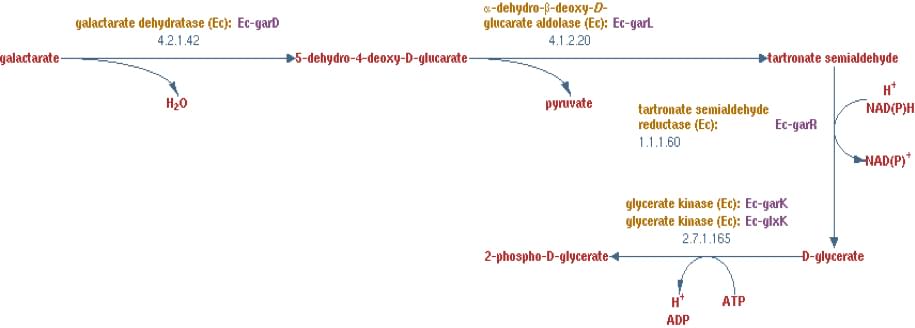 Enzyme Activity Measurement for 2-Hydroxy-3-Oxopropionate Reductase Using Spectrophotometric Assays