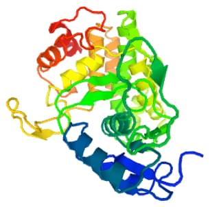 Enzyme Activity Measurement for 4-Hydroxybutyrate Dehydrogenase Using Spectrophotometric Assays