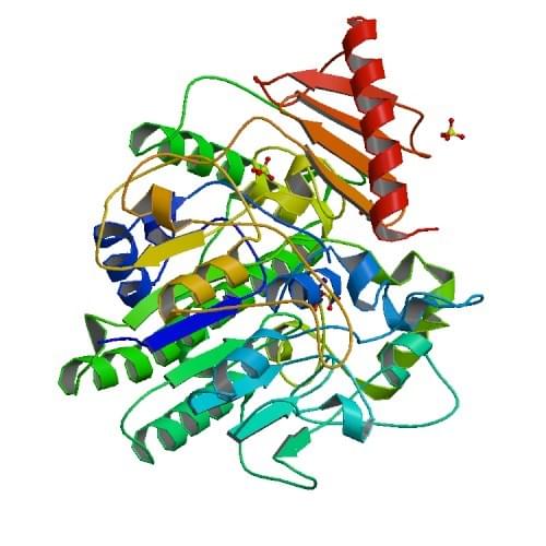 The crystal structure of arylsulfatase from Pseudomonas aeruginosa.