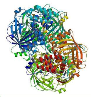 The crystal structures of bovine catalase.