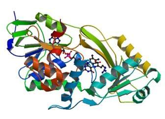 The crystal structure of P. aeruginosa D-arginine dehydrogenase.