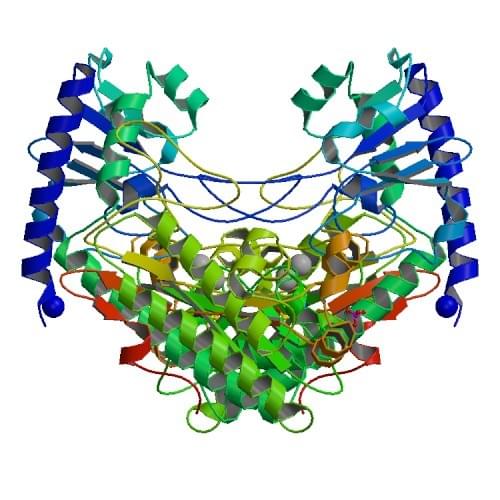 Figure: The crystal structure of diisopropyl-fluorophosphatase from Alteromonas macleodii.