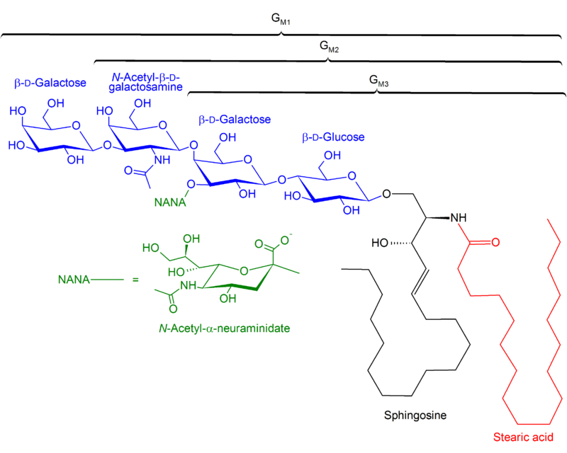 Figure 1: The structures of GM1, GM2, GM3 gangliosides.