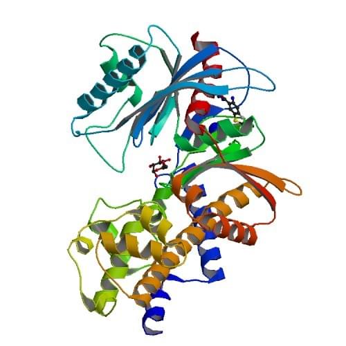 Figure: The crystal structure of human glucokinase.