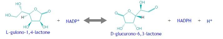 Enzyme Activity Measurement for Glucuronolactone Reductase Using Spectrophotometric Assays