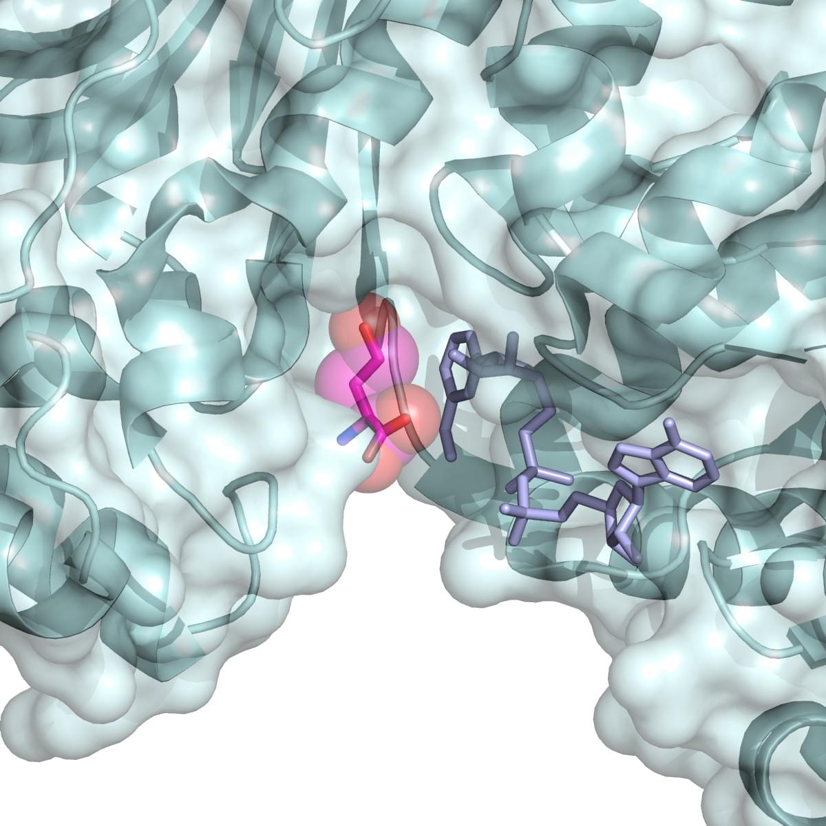 Enzyme Activity Measurement for Homoserine Dehydrogenase Using Spectrophotometric Assays