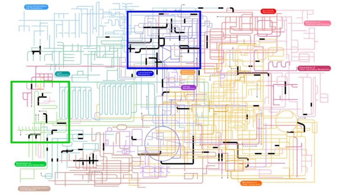 Biological importance of isomerases. Core metabolic pathways (the isomerase reactions are emboldened in black). Carbohydrate and terpenoid/polyketide metabolic pathways are highlighted in blue and green squares.