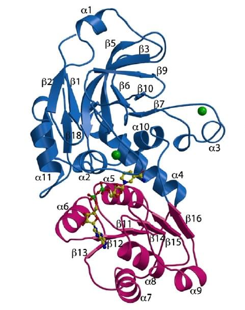 Enzyme Activity Measurement for L-Arabinitol 4-Dehydrogenase Using Spectrophotometric Assays