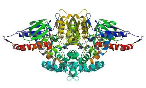 The crystal structure of L-lysine oxidase from T. viride.