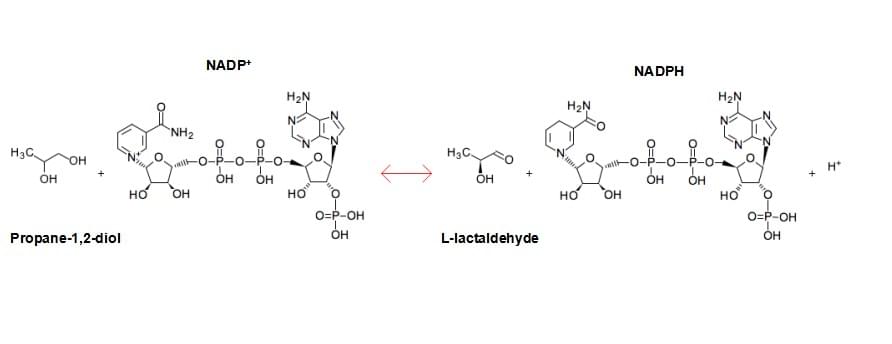 Enzyme Activity Measurement for Lactaldehyde Reductase (NADPH) Using Spectrophotometric Assays