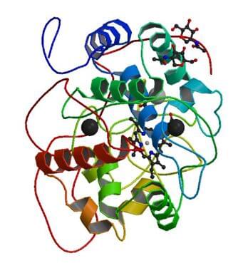 The crystal structure of manganese peroxidase from P. chrysosporium.