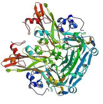 The crystal structure of nitrate reductase (NADPH) from Ogataea angusta.