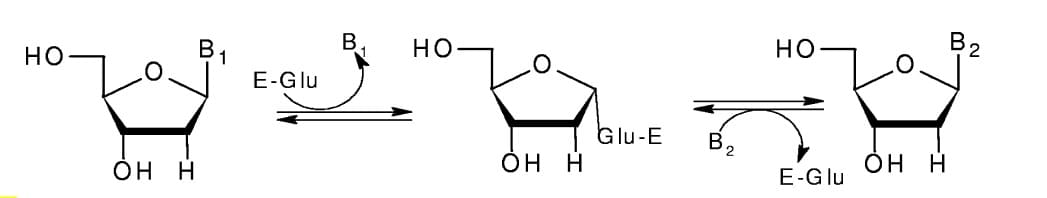 Figure 1: The reaction catalyzed by nucleoside deoxyribosyltransferases. E, enzyme; B1 and B2, purine or pyrimidine.