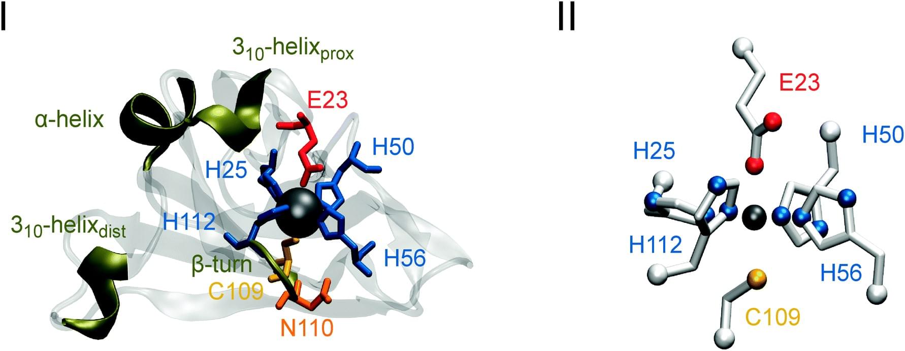  The crystal structure of a single monomer of the I. hospitalis superoxide reductase, showing the iron ion in blue sphere.