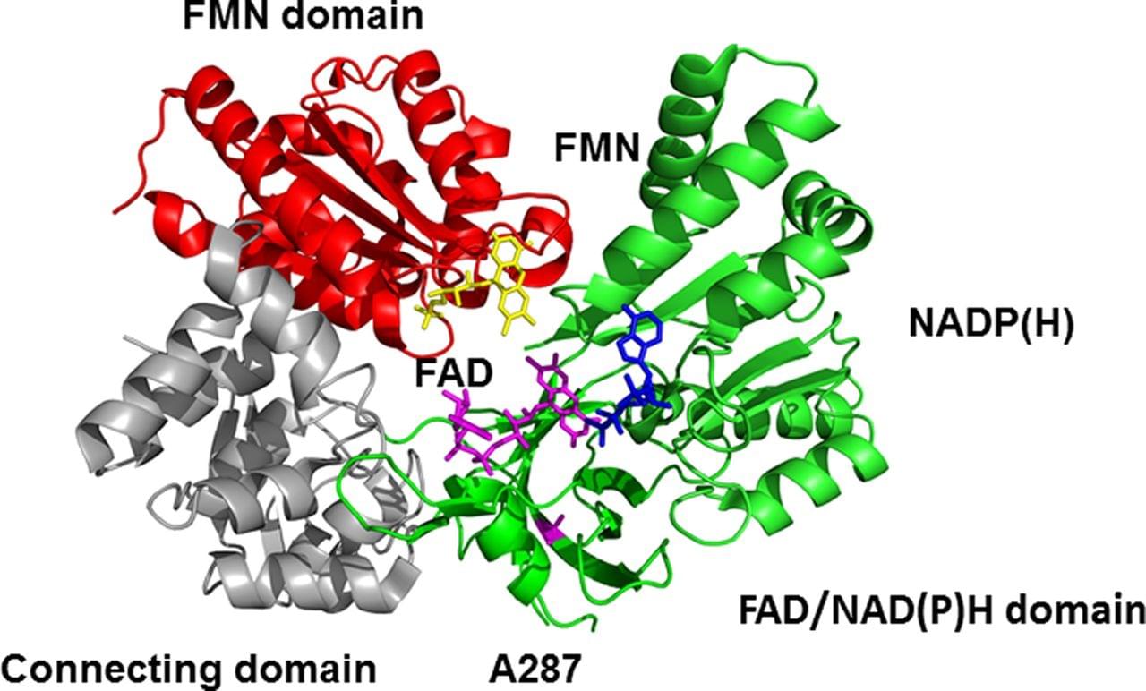 Enzyme Activity Measurement for Oxidoreductases Using Spectrophotometric Assays 