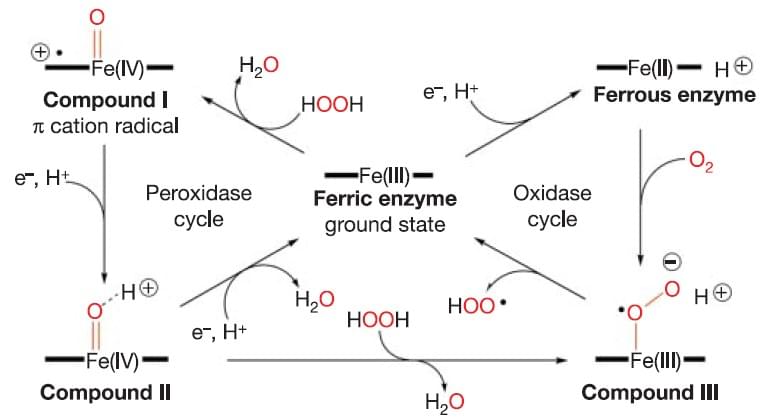 Reactions catalyzed by peroxidase.